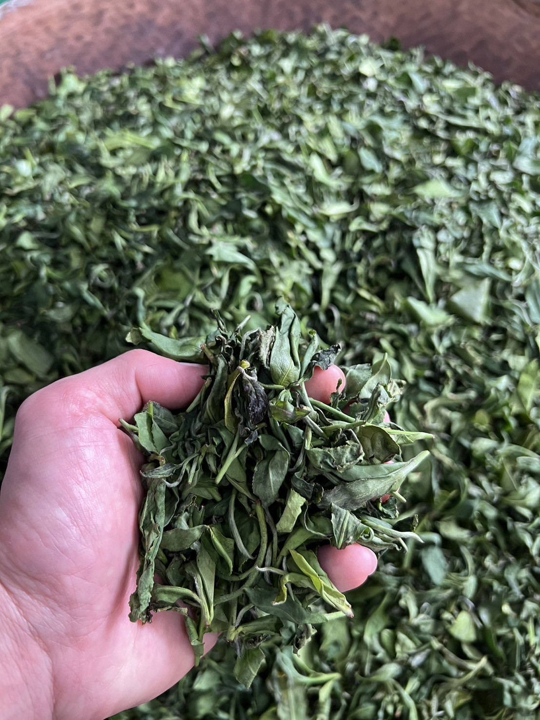 茶葉採收