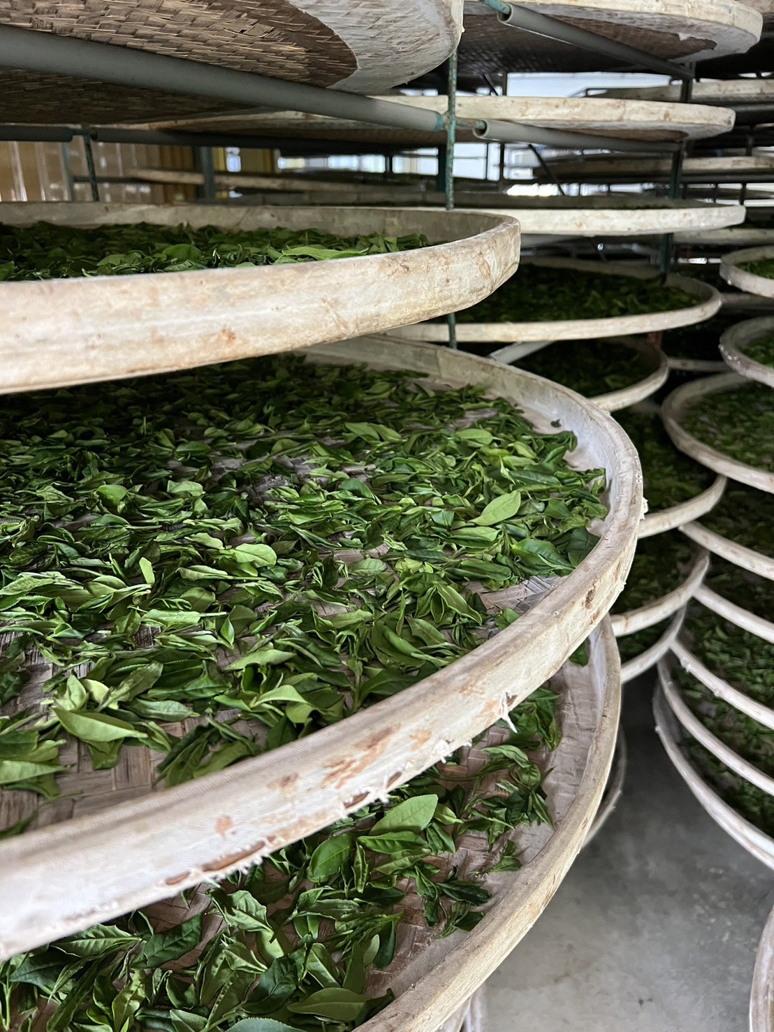 茶園風光