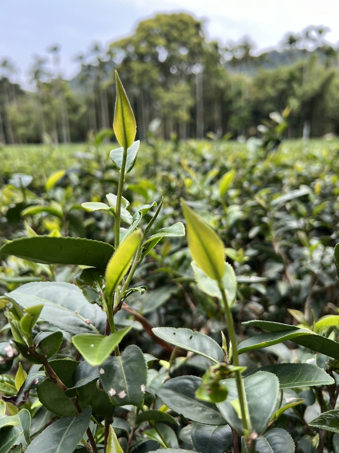 碧螺春茶園