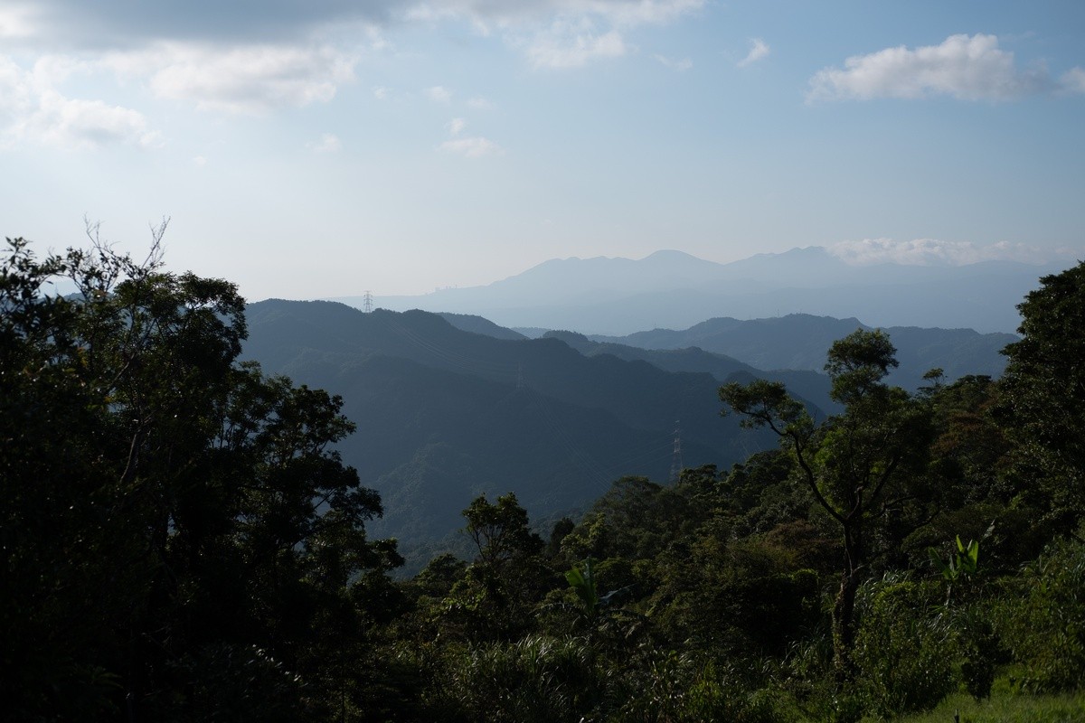茶園實景